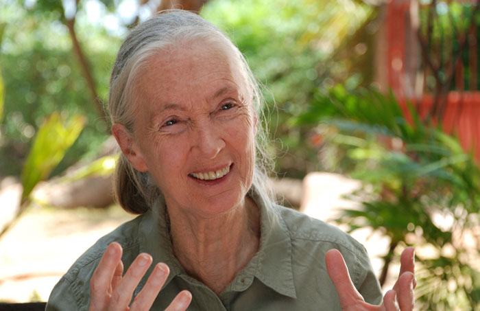 Szenenbild aus dem Film Jane's Journey - Die Lebensreise der Jane Goodall