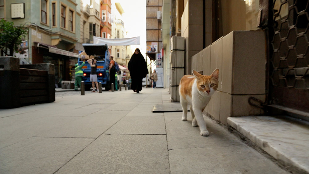 Szenenbild aus dem Film Kedi - Von Katzen und Menschen