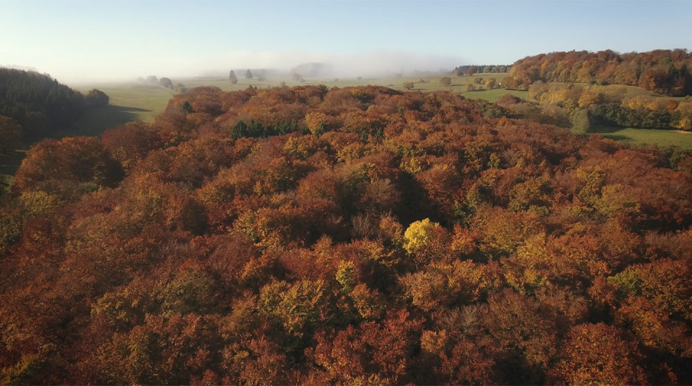 Szenenbild aus dem Film Das geheime Leben der Bäume