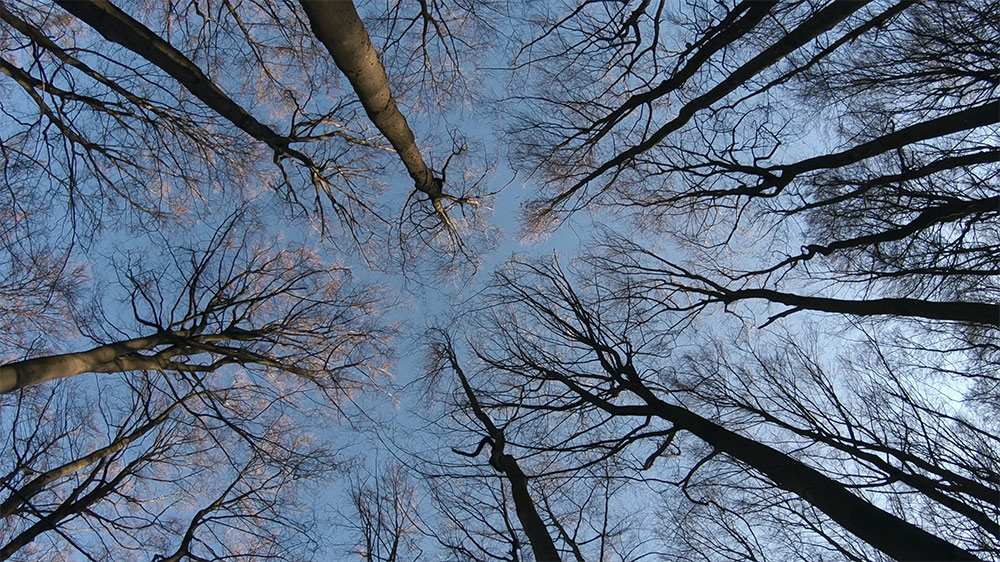 Szenenbild aus dem Film Das geheime Leben der Bäume