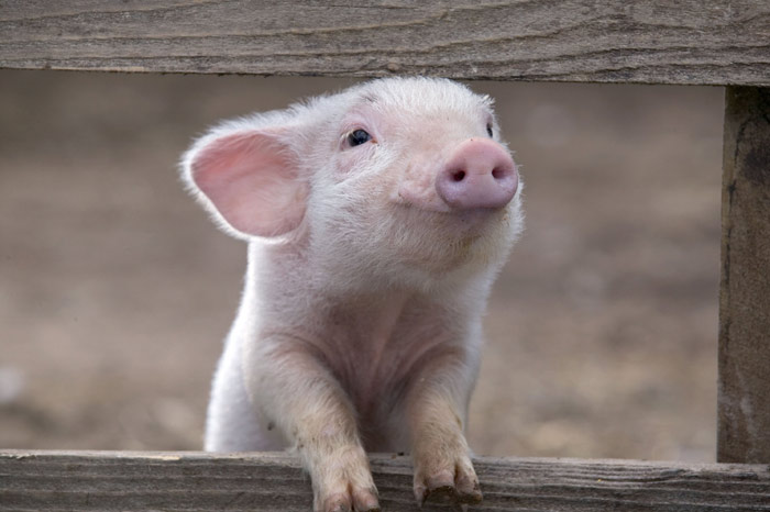 Szenenbild aus dem Film Schweinchen Wilbur und seine Freunde