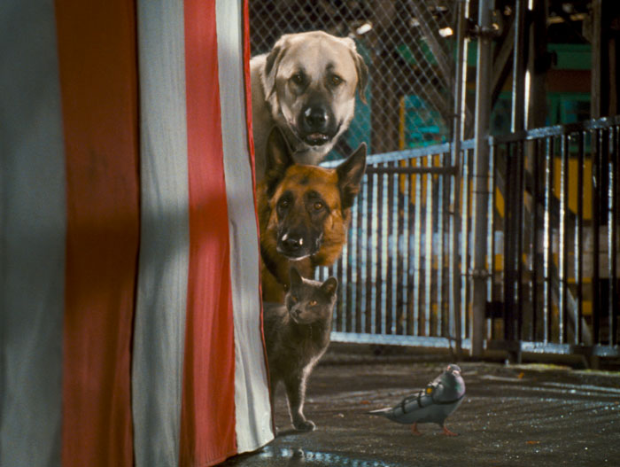 Szenenbild aus dem Film Cats & Dogs - Die Rache der Kitty Kahlohr