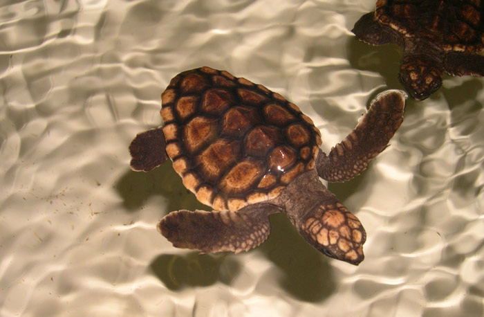 Szenenbild aus dem Film Tortuga - Die unglaubliche Reise der Meeresschildkröte