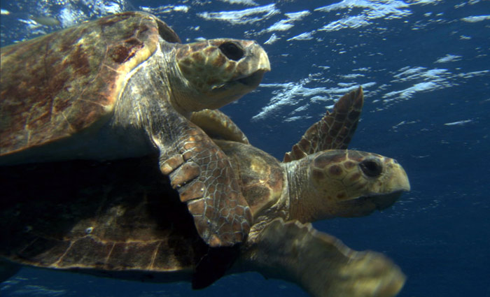 Szenenbild aus dem Film Tortuga - Die unglaubliche Reise der Meeresschildkröte