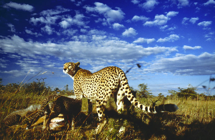 Szenenbild aus dem Film Serengeti
