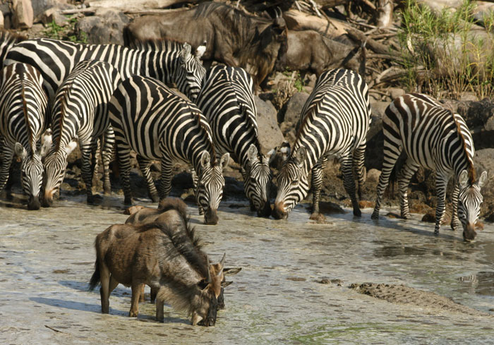 Szenenbild aus dem Film Serengeti
