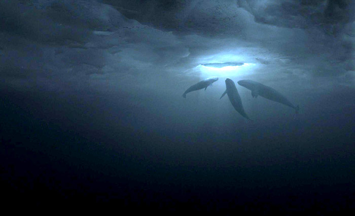 Szenenbild aus dem Film Der Ruf der Wale
