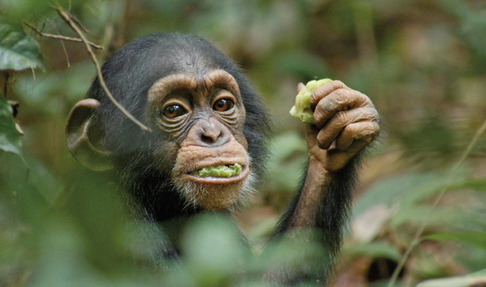 Szenenbild aus dem Film Schimpansen