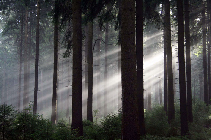 Szenenbild aus dem Film Das grüne Wunder - Unser Wald