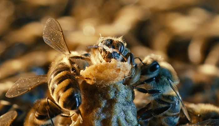 Szenenbild aus dem Film More Than Honey
