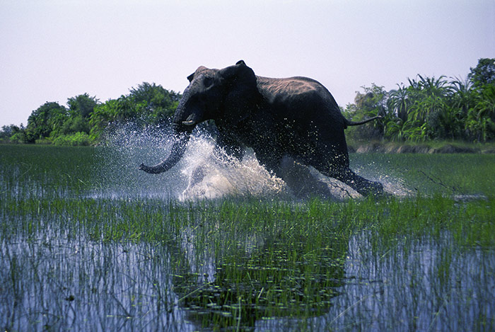 Szenenbild aus dem Film African Safari
